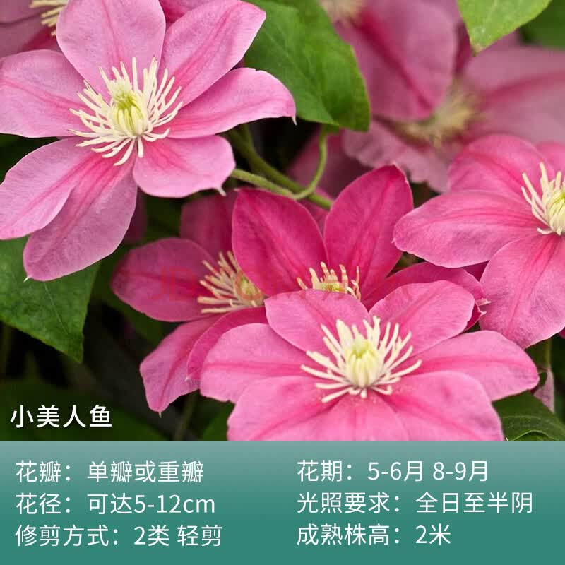 种根盆栽铁线莲花苗庭院植物爬藤攀援花卉绿植爬藤植物 小美人鱼 40