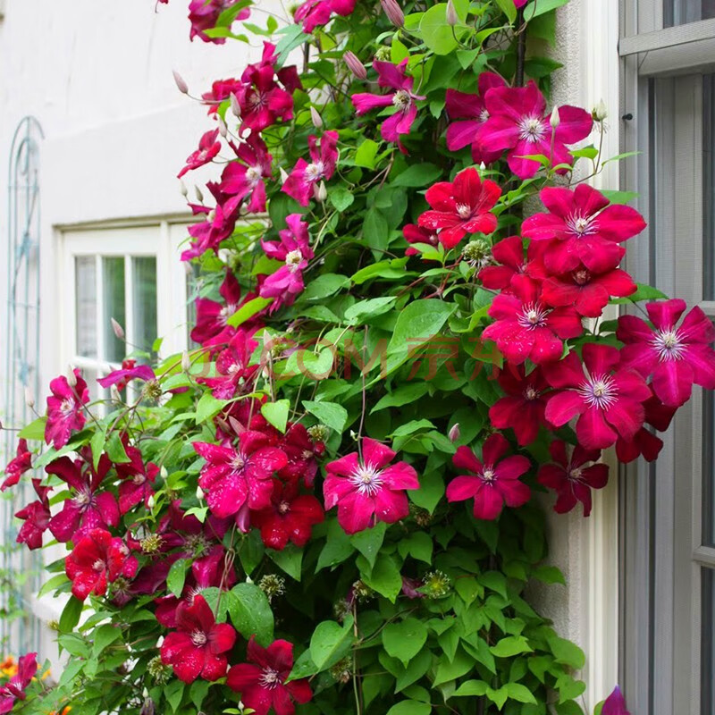 铁线莲6l精品大苗 带铁架带盆花苗 花园阳台花柱装饰爬藤花卉 红衣