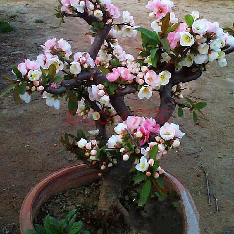 阳台花卉室内庭院盆栽海棠花苗常青树苗盆景植物四季开花玫瑰绿植 8年