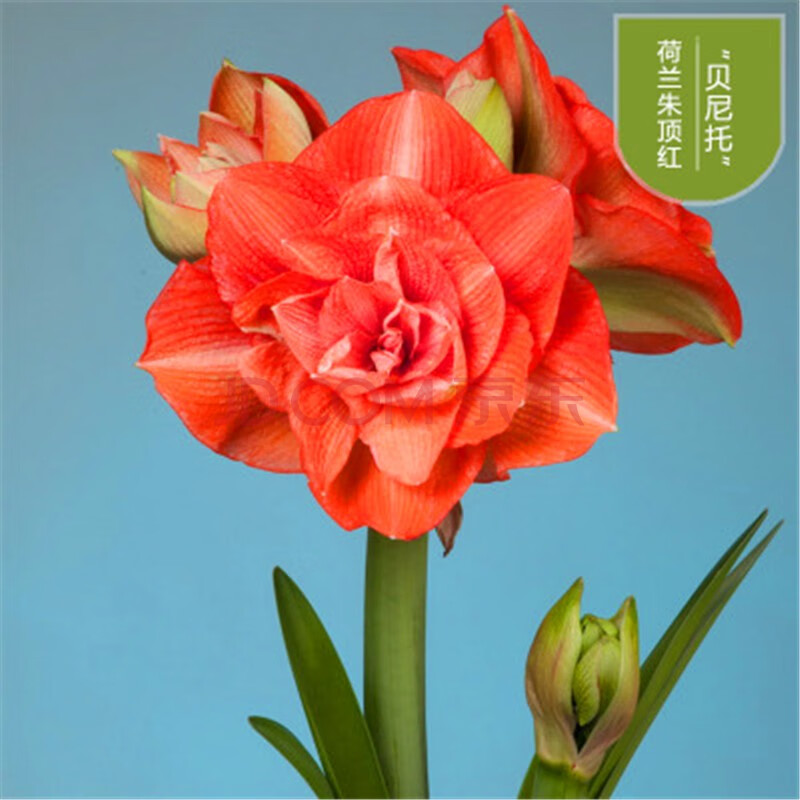 朱顶红种球花卉荷兰进口重瓣朱顶红大球盆栽花卉 贝尼托 球周长 20-22