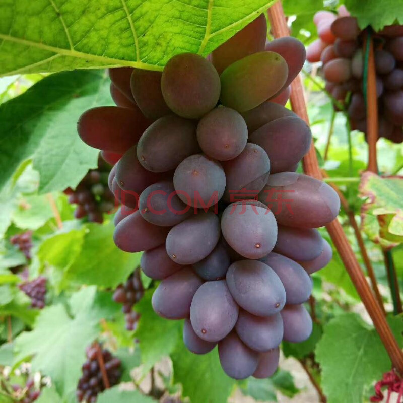 郁金香葡萄茉莉香提子玫瑰香红提无籽儿童现摘新鲜应季水果年货