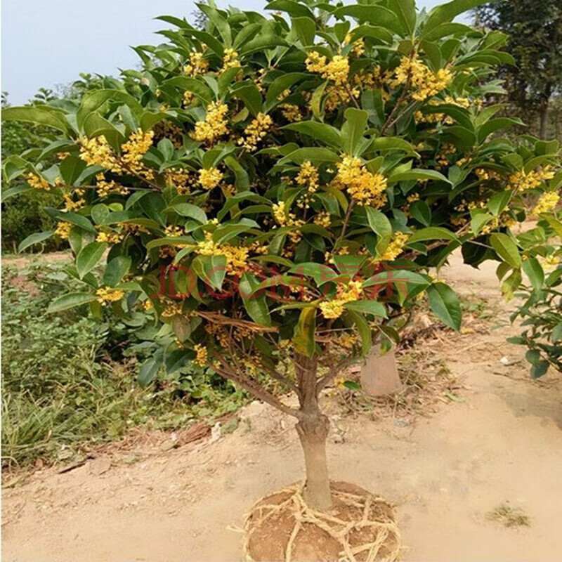 嫁接金桂花樹苗四季桂濃香型月桂樹苗桂花樹苗八月桂盆栽庭院 狀元紅4