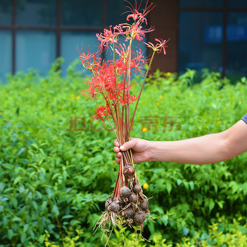 曼珠沙華彼岸花種子盆栽花石蒜科種球四季室內花卉曼陀羅觀花植物 混