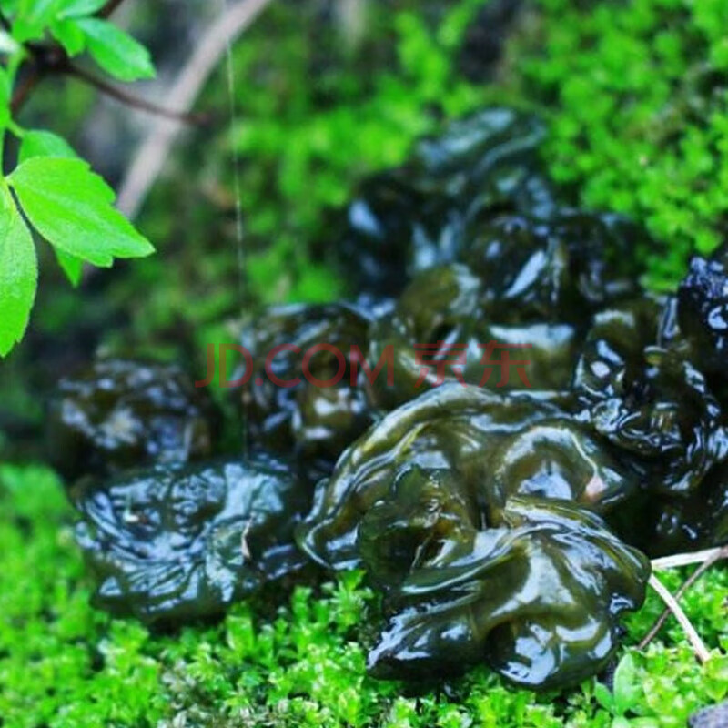 【助力湖北】荆门野生新鲜地皮菜地软免洗净重300g 新鲜地皮菜3袋装