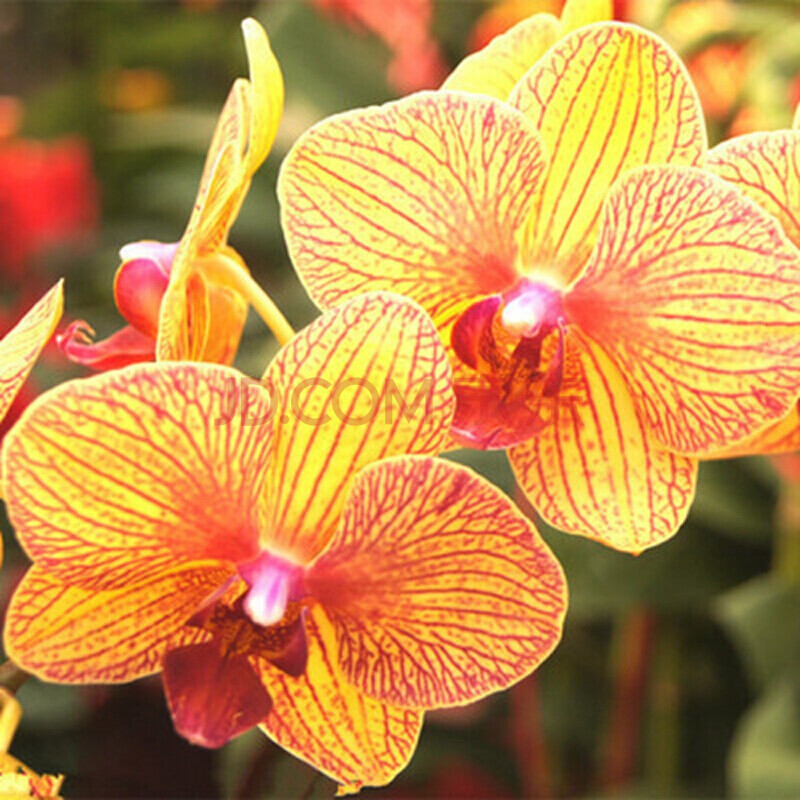 蝴蝶兰 大花蝴蝶兰苗 大花蝴蝶兰盆栽 花卉 鲜花 花卉绿植 大富贵