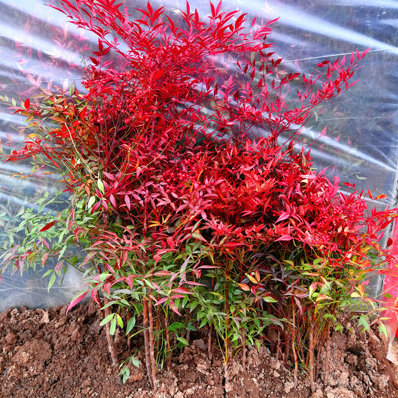 南天竹盆景盆栽火焰红天竺蓝天竹耐寒植物庭院绿化苗f5 庭院丛生老桩