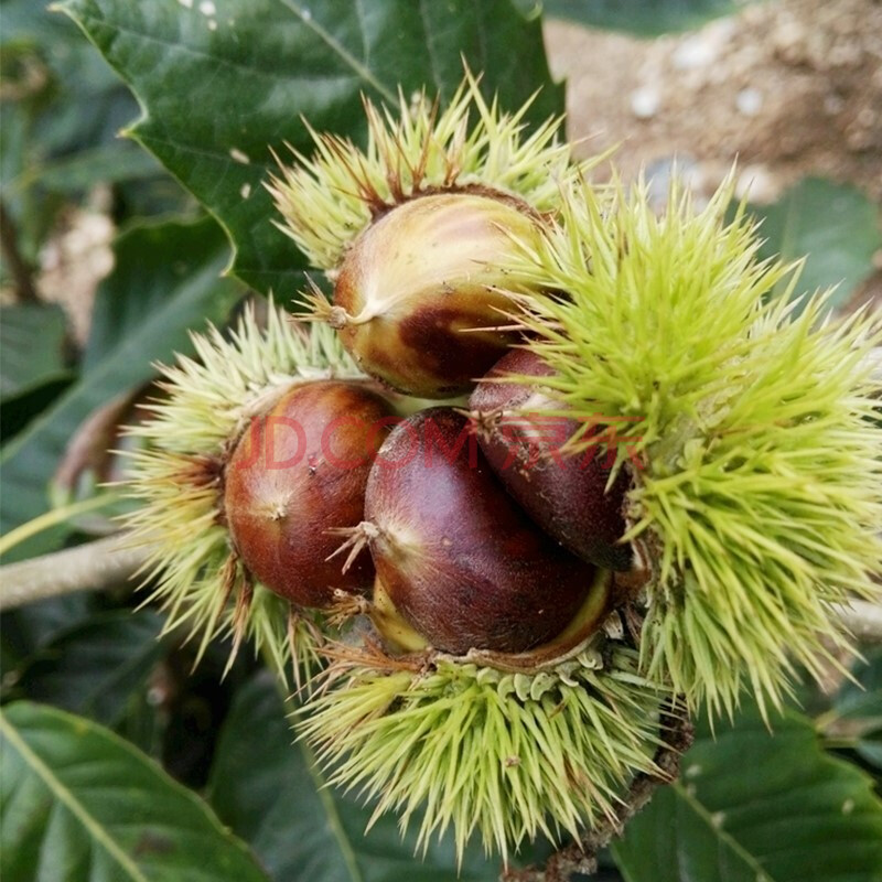 板栗苗 嫁接板栗树苗 栗子苗果树苗嫁接大红袍水果苗栗子苗当年结果