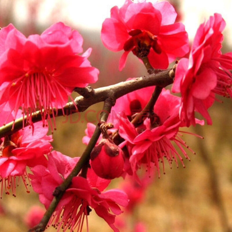 原生苗骨裡紅梅綠梅濃香型梅花苗庭院盆栽地栽地栽花卉苗木 硃砂梅 5