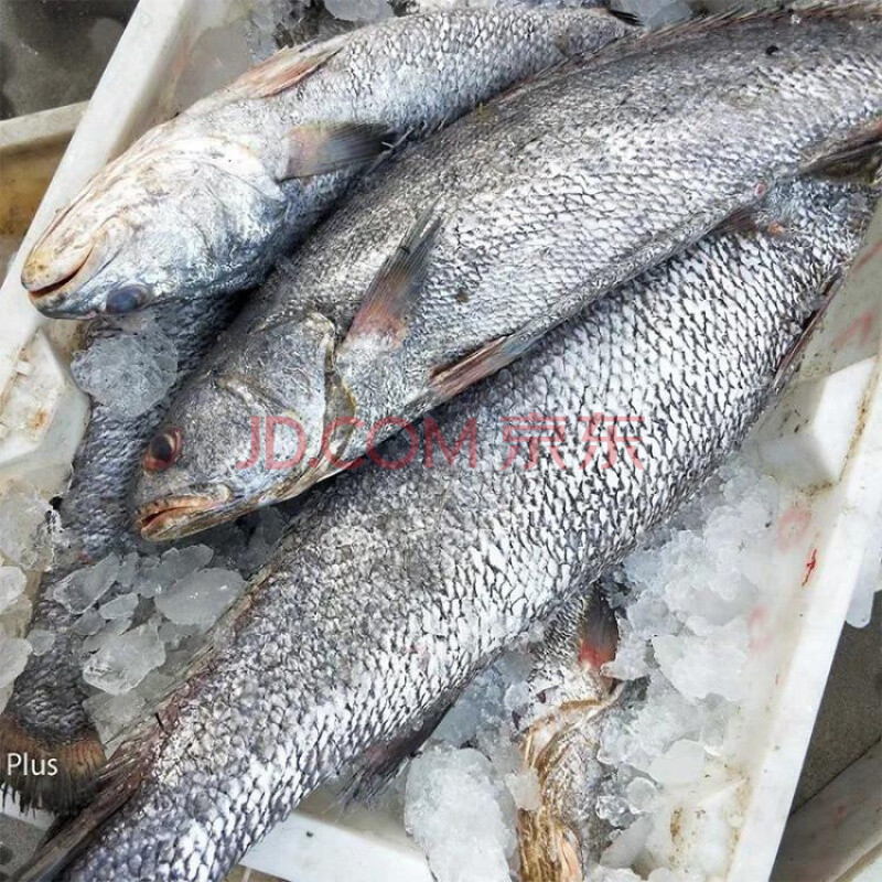 源外园 新鲜海捕鳘鱼 民鱼 米鱼 敏鱼 鮸鱼 鳘鱼胶 10斤大号鳘鱼11-13条【图片 价格 品牌 报价】-京东