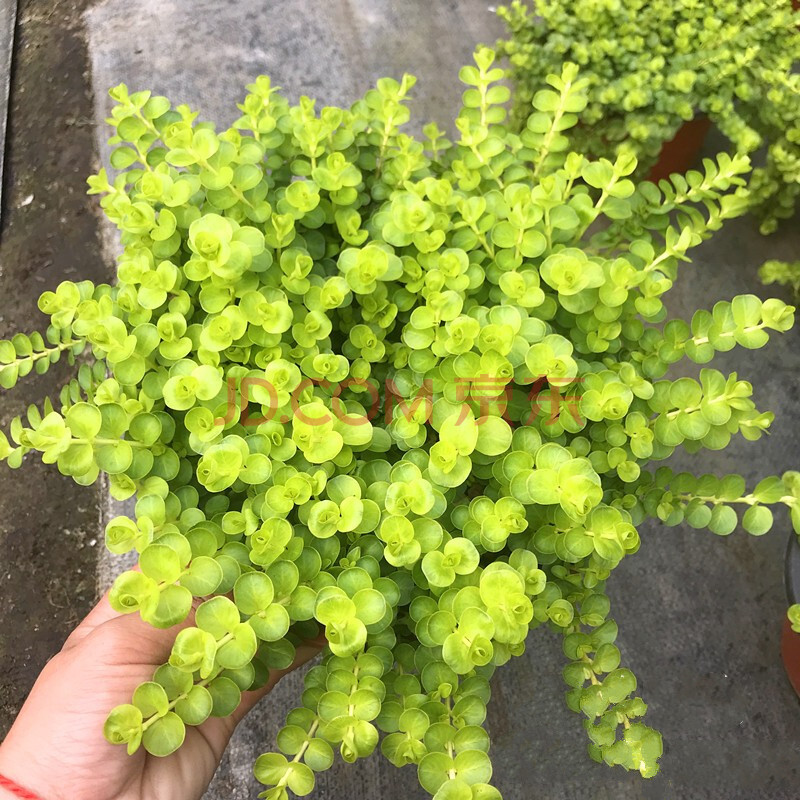 现货 京东云仓发货 垂吊黄金串盆栽 金灿灿的叶子黄金佛甲草 黄金串大