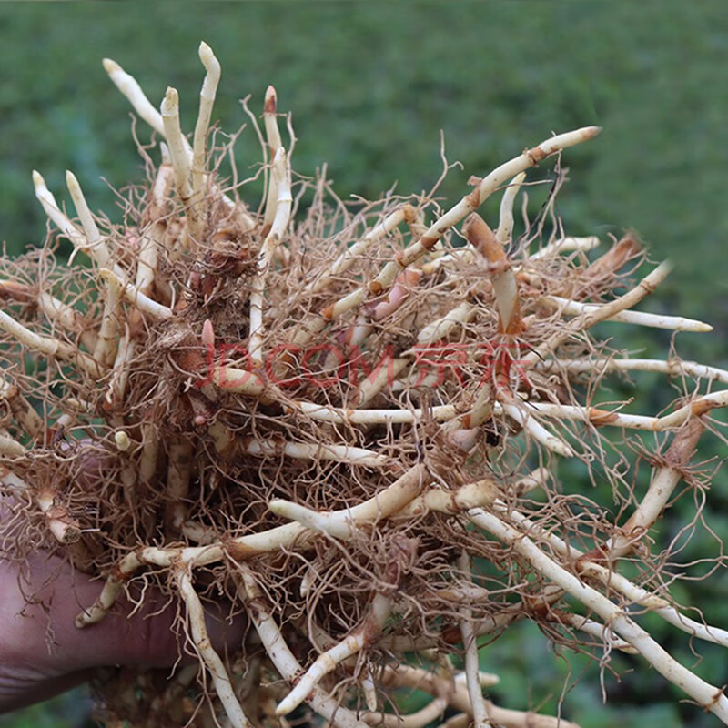 贵州野生 鱼腥草 种子 折耳根种子 种苗 新鲜盆栽 四季 种根1000g