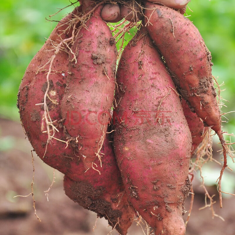 老品种红薯 农家红皮白心番薯粉糯山芋板栗薯地瓜 5斤