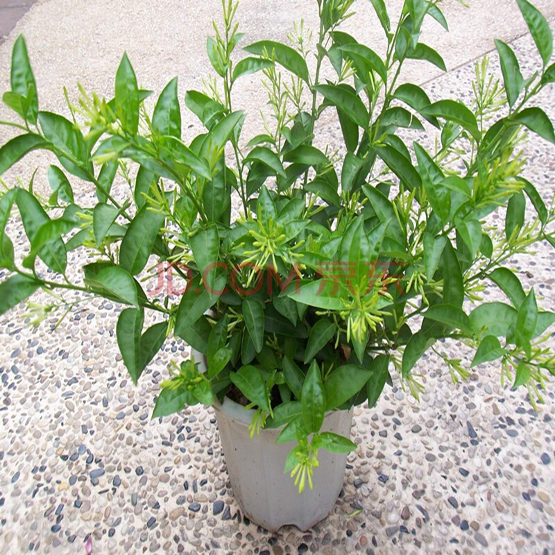 夜来香花苗盆栽阳台庭院夏季驱蚊香草树苗夜来香植物花卉当年开花