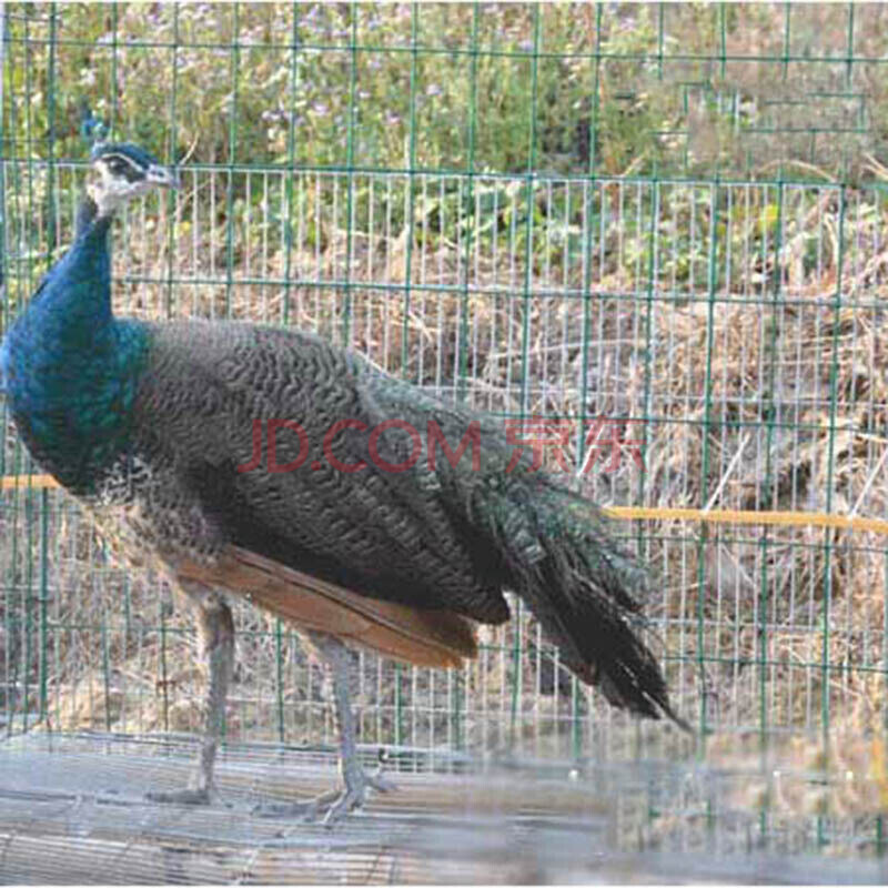 zoog藍 觀賞鳥寵物鳥幼鳥活體包活 寵物鳥活體 1年藍孔雀 母