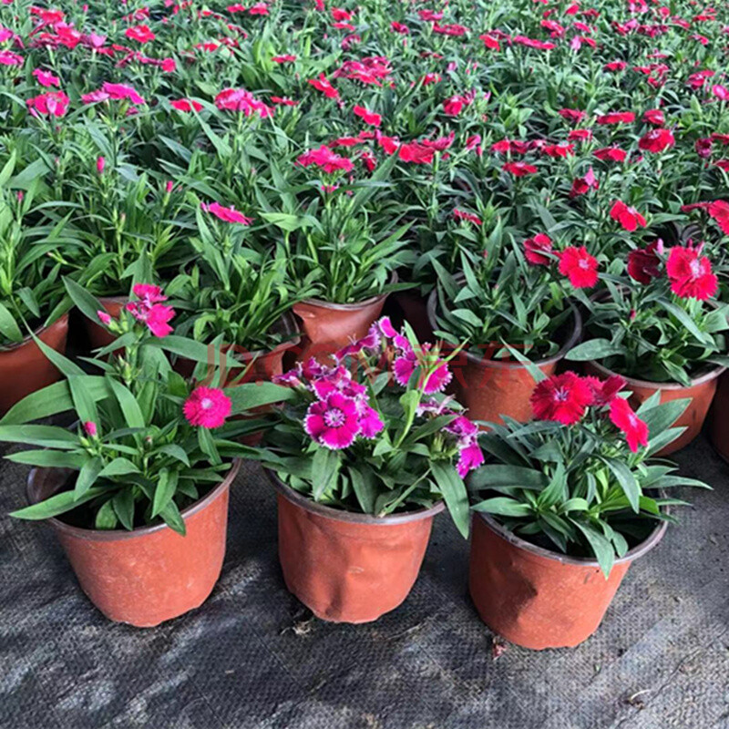 五彩石竹花苗盆栽花卉植物四季庭院绿化耐寒常夏带开小绿植易活 红色