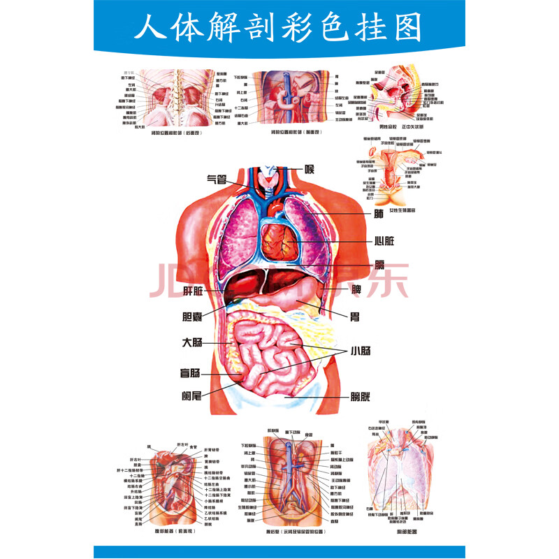 合体解剖结构图图片