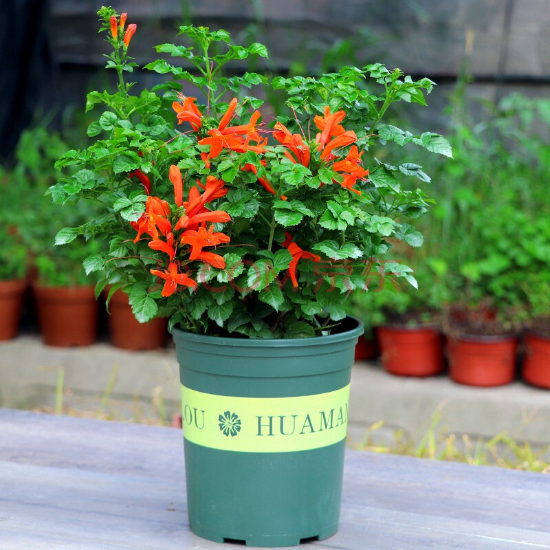 蓝雪花红千层欧石楠紫玉蓝莓冰沙中国雪纺盆栽倒挂金钟盆栽花卉 凌霄