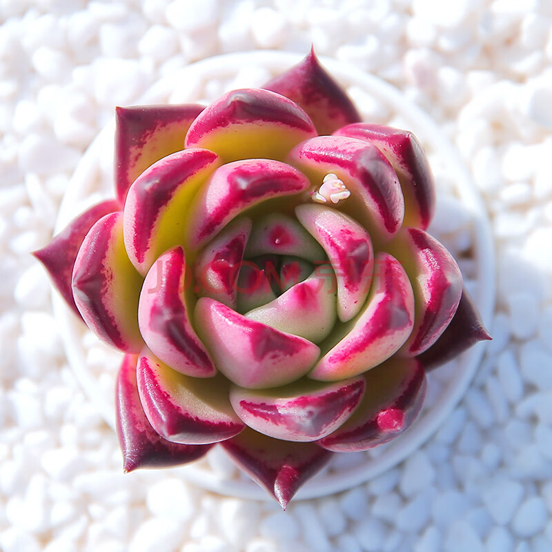 红颜蜜语 多肉植物盆栽论斤卖清棚小贵货云南超大巨型稀有 多肉 红颜