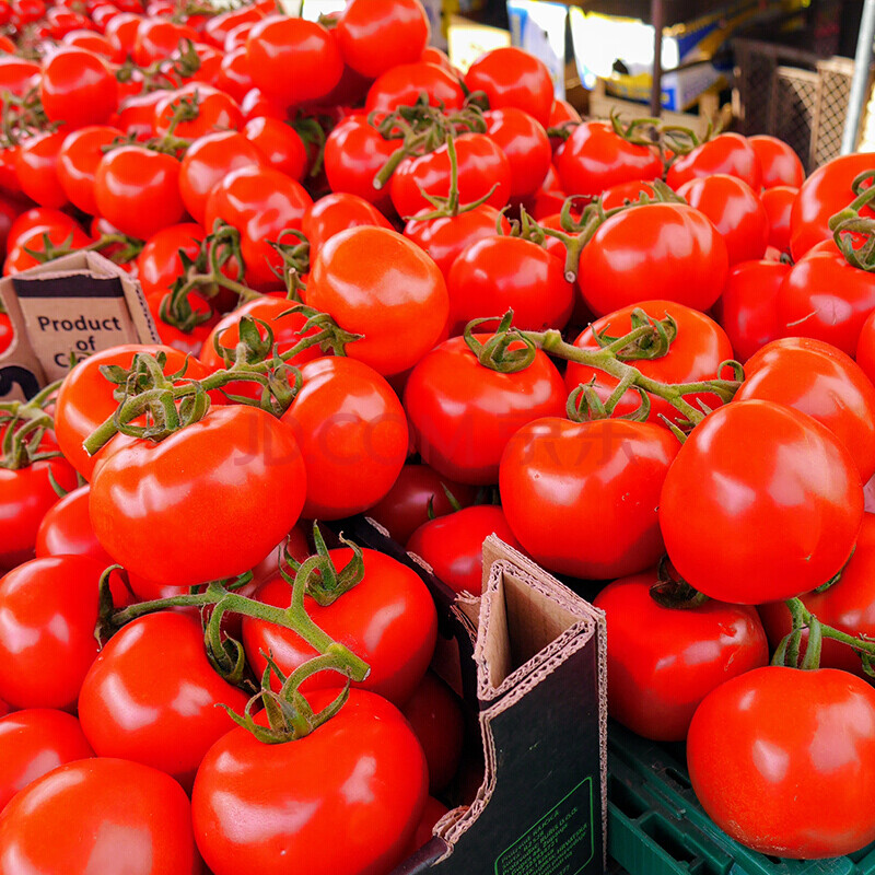 秦霄 四川攀枝花普罗旺斯西红柿新鲜蔬菜 沙番茄西虹市原味一号西红柿