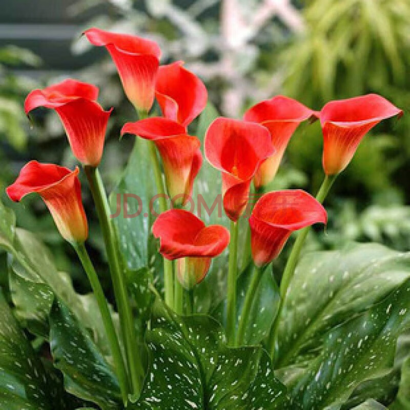 进口彩色马蹄莲种球大球室内盆栽球根花卉四季种易活种子植物 火焰 17