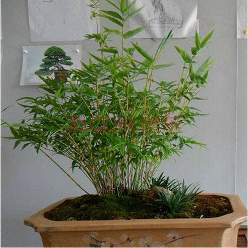 花姬佛肚竹 罗汉竹 盆景室内盆栽 凤尾竹米竹龙竹盆栽 观赏竹子竹苗