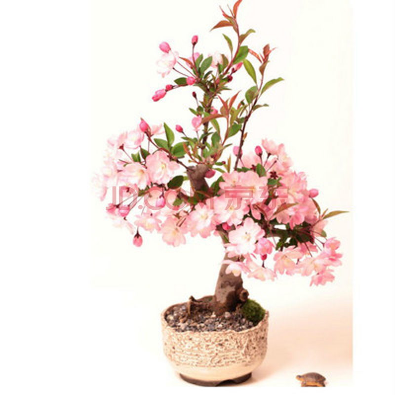 庭院阳台高档观花树观赏花苗早樱晚樱花盆栽苗行道树苗木 广岛恋人 1m