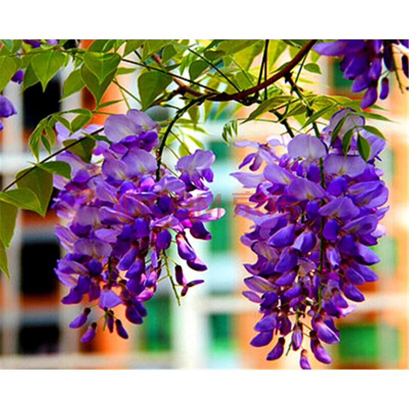 耐寒植物花卉盆栽四季开花不断爬藤好养庭院攀援 玉碎藤5年苗【粗1