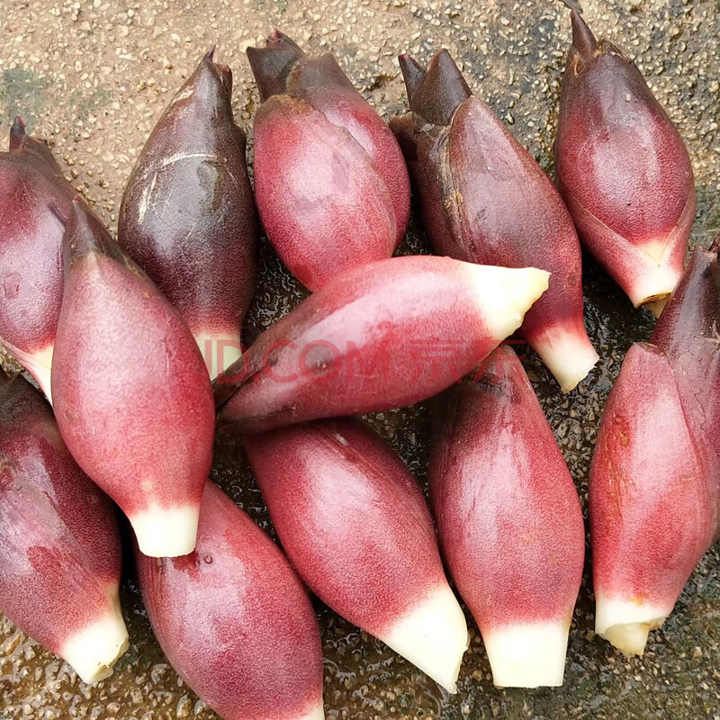 农大姐妹 阳荷姜 新鲜阳荷 洋河姜 阳霍 1斤【图