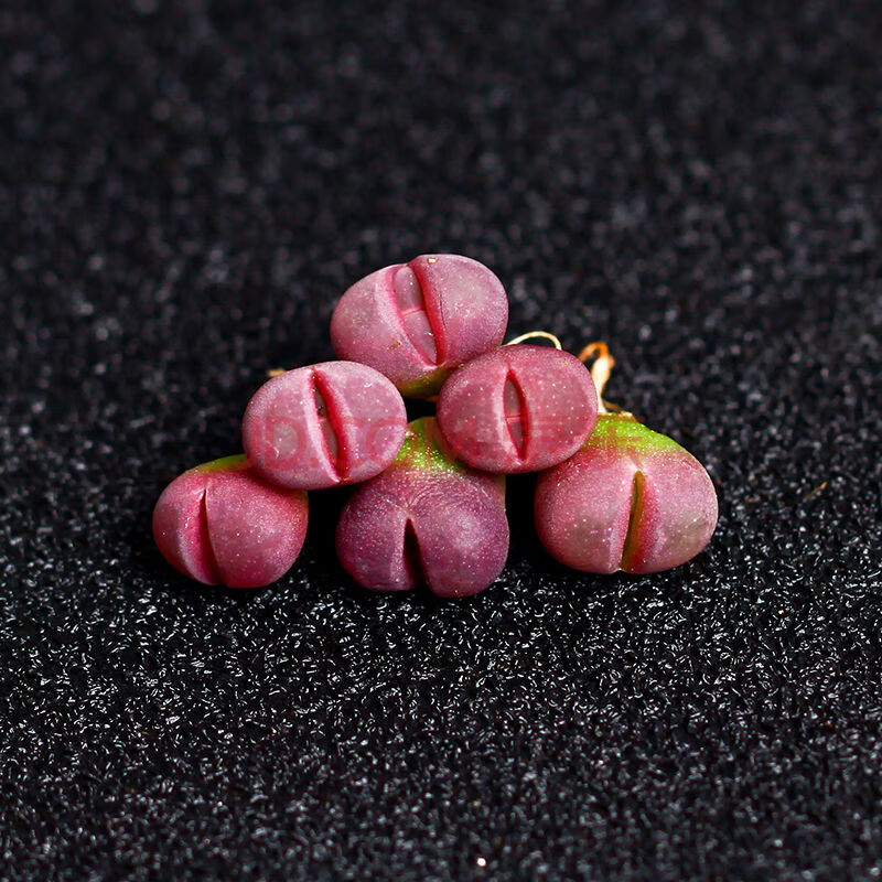 5颗 妖玉 幻玉生石花多肉植物超萌肉肉屁股花肉锥小盆栽 高端贵货红大