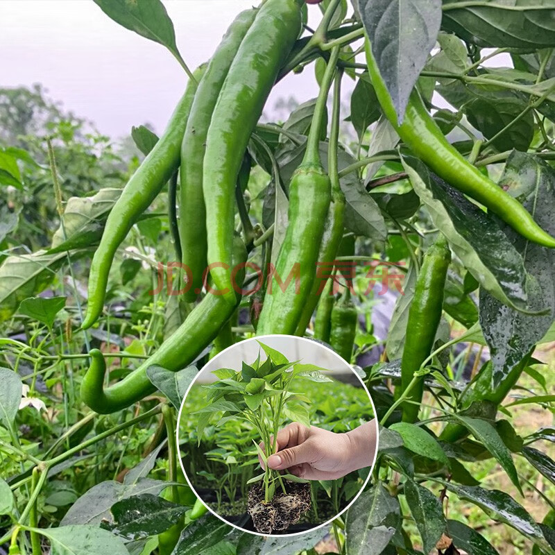 樟树港辣椒苗子盆栽朝天椒苗茄子种苗菜秧苗 杭椒7号【微辣】辣椒苗 6