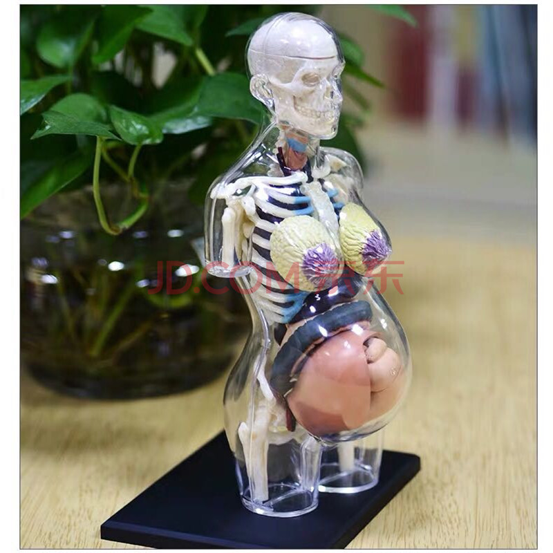 【京东好货】收藏版4dmaster拼装玩具透明人体怀孕妊娠器官解剖模型