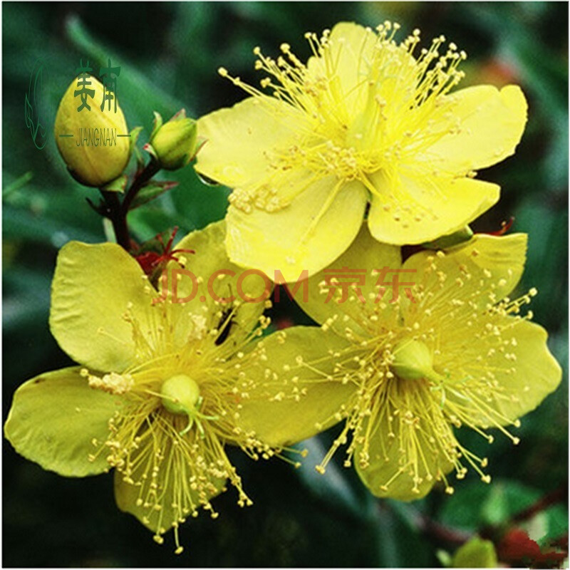 盆景梅花樹苗綠梅庭院盆栽木本花卉春季樓頂紅梅樹樁冬季陽臺 金絲梅