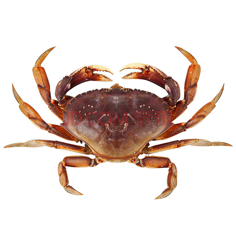 【活鲜】gfresh 加拿大珍宝蟹 800-1000g 1只 海鲜水产