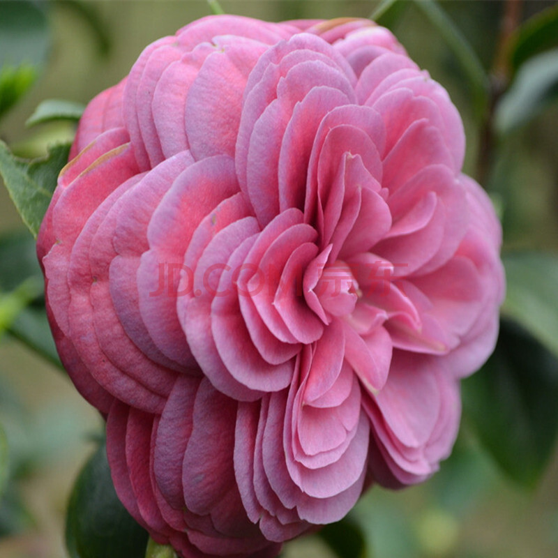 雅卉 山茶花树苗 盆栽地栽茶花树苗 阳台庭院植物 六角粉 10年苗
