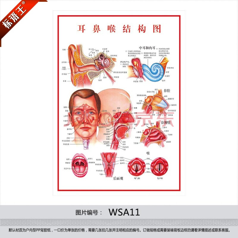 萝卜解剖结构图图片