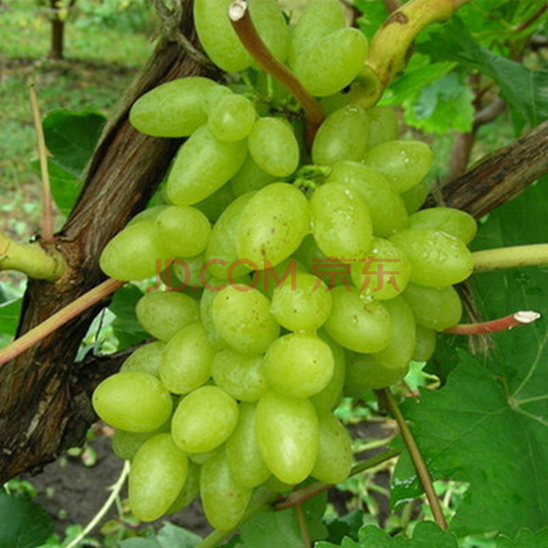 含笑苑 葡萄苗 无核白 3年苗