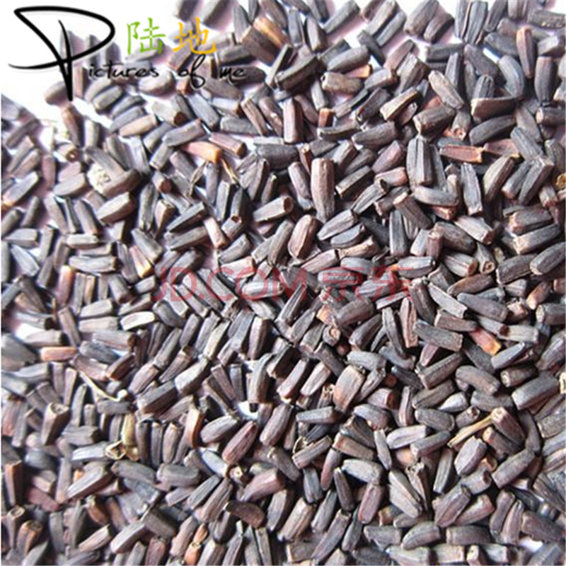 陆地 花卉种子 菊花种 日光菊 20克