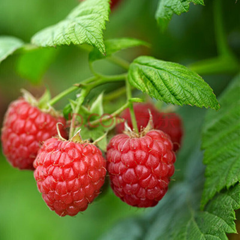 树莓苗 庭院盆栽地栽果树苗 红树莓黑树莓树苗 南北