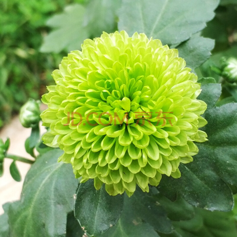 阳台乒乓菊花鲜花盆栽室外盆栽花卉绿植小雏菊多头菊苗盆景 翠绿色 含