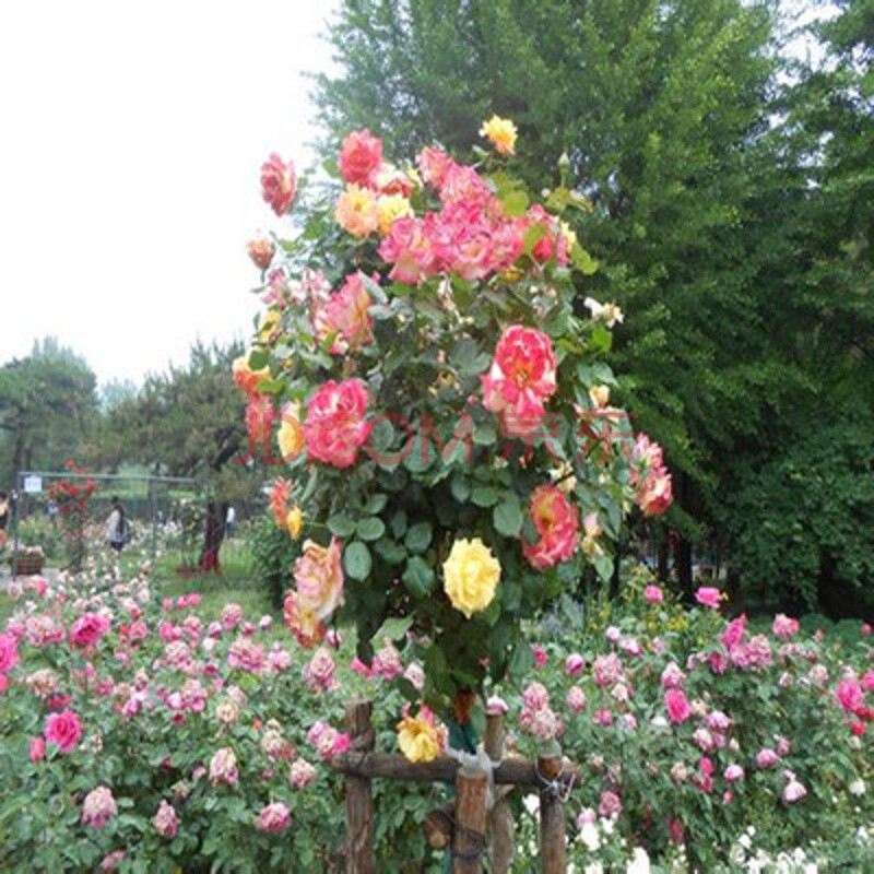 樹狀月季樹樁樹形月季樹型 嫁接月季 大花月季花苗 月季苗月季樹 彩雲