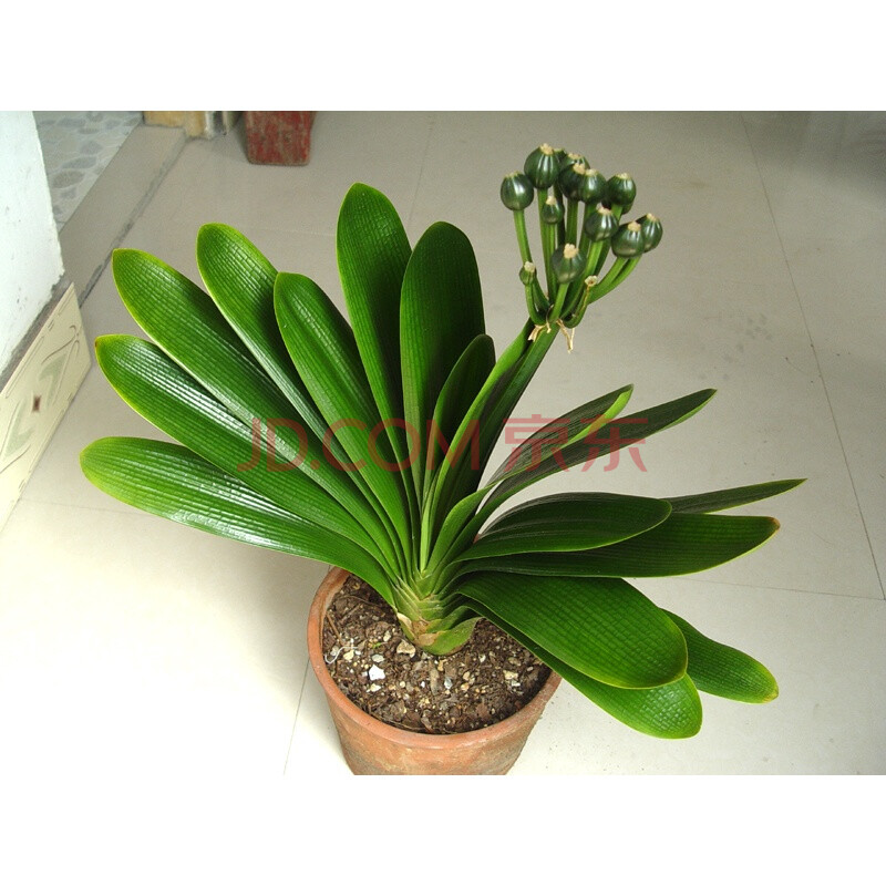 精品盆栽君子兰花种子圆头和尚大花君子兰种子四季播种字 黄技师(代号