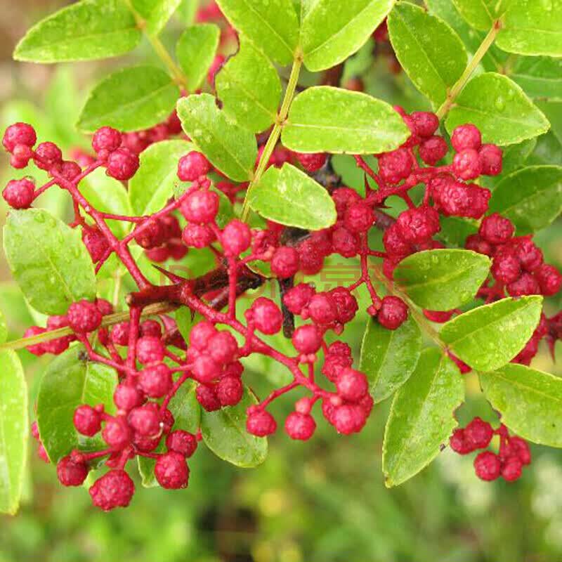 花椒树苗 大红袍九叶青花椒树麻椒树苗 食用大花椒 盆