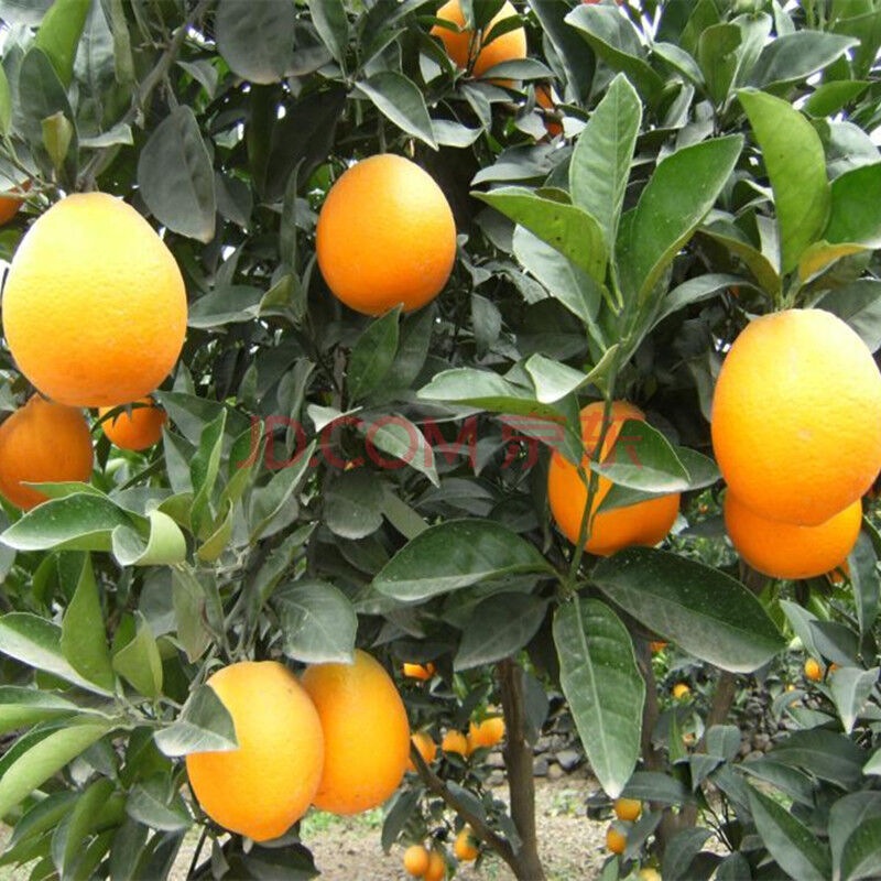 盆栽果树大桔大利 柚子树 橙子树 桔子树 金桔沙糖桔 当年结果 橙子树