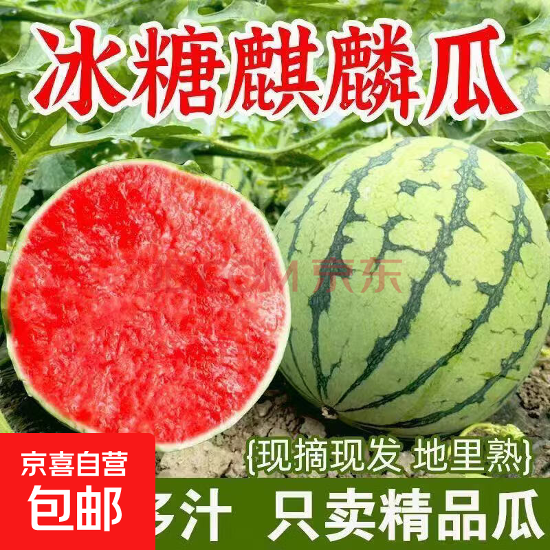正宗麒麟西瓜超甜广东薄皮8424冰糖西瓜甜王新鲜水果产地直发 9-10斤【农家自种 现摘脆甜】【图片 价格 品牌 报价】-京东
