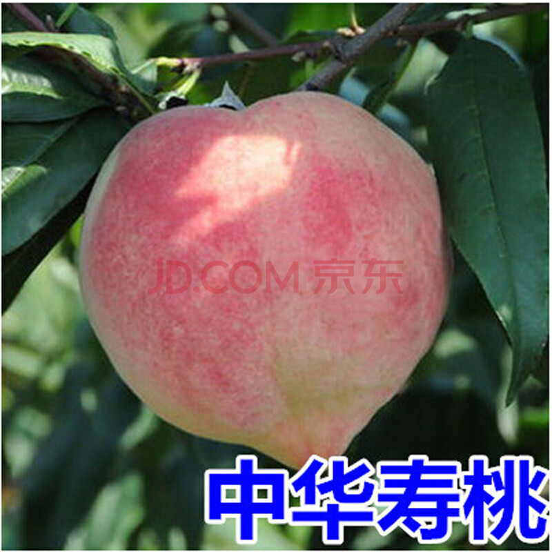 中华寿桃品种介绍图片