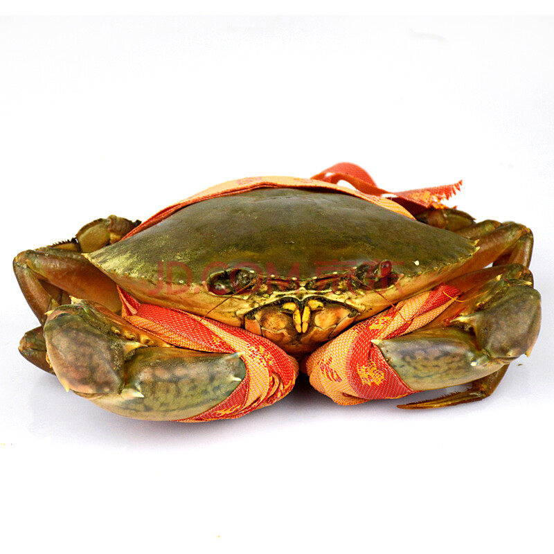【活鲜】轩农谷 三门鲜活青蟹大红膏蟹母螃蟹 海鲜水产 500g1只