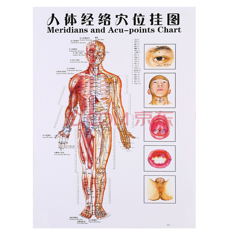 艾灸經穴部位圖人體經穴部位圖 頭部保健按摩圖 人體經絡正面圖