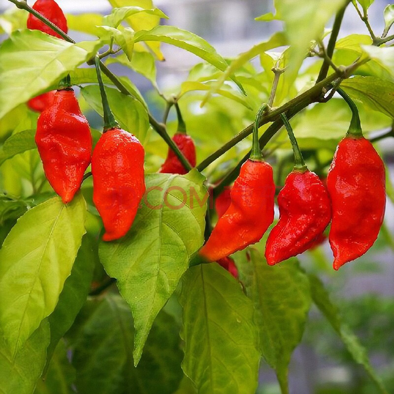 红魔鬼辣椒苗 12棵【图片 价格 品牌 报价】-京东