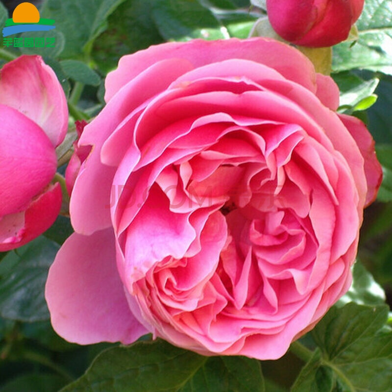 庭院植物 盆栽地栽绿植盆栽花卉植物 多花藤本月季花苗 品种月季 粉云