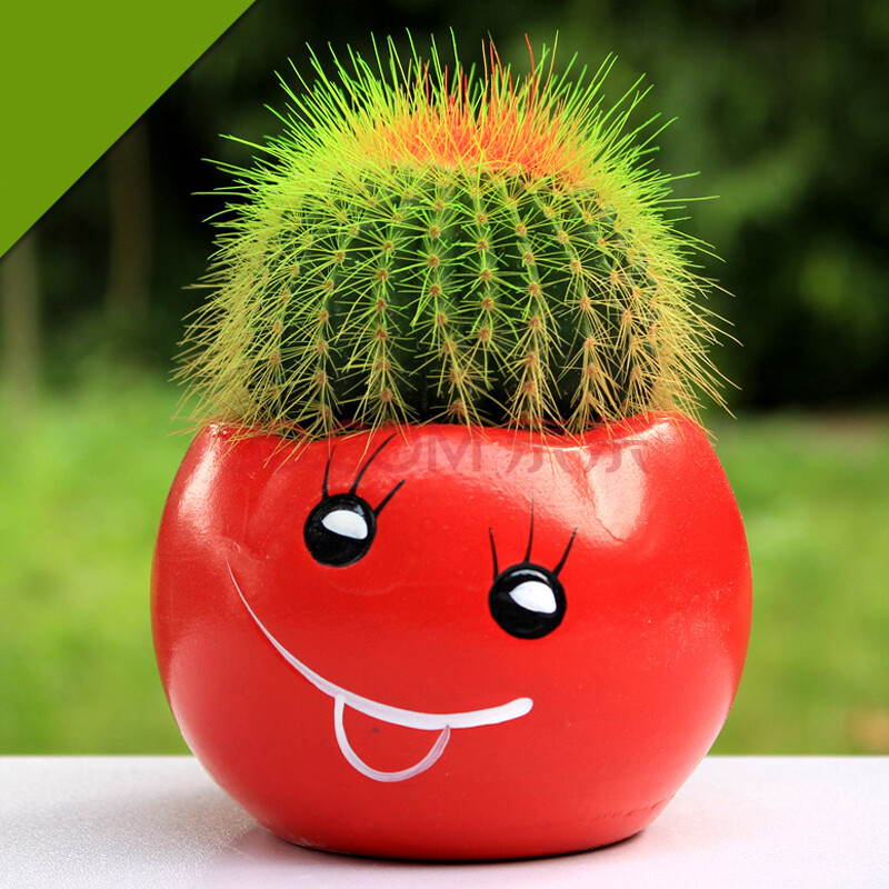 玉翁 仙人掌多肉植物 盆栽 绿植花卉 办公室小摆件 创意礼物 红色笑脸